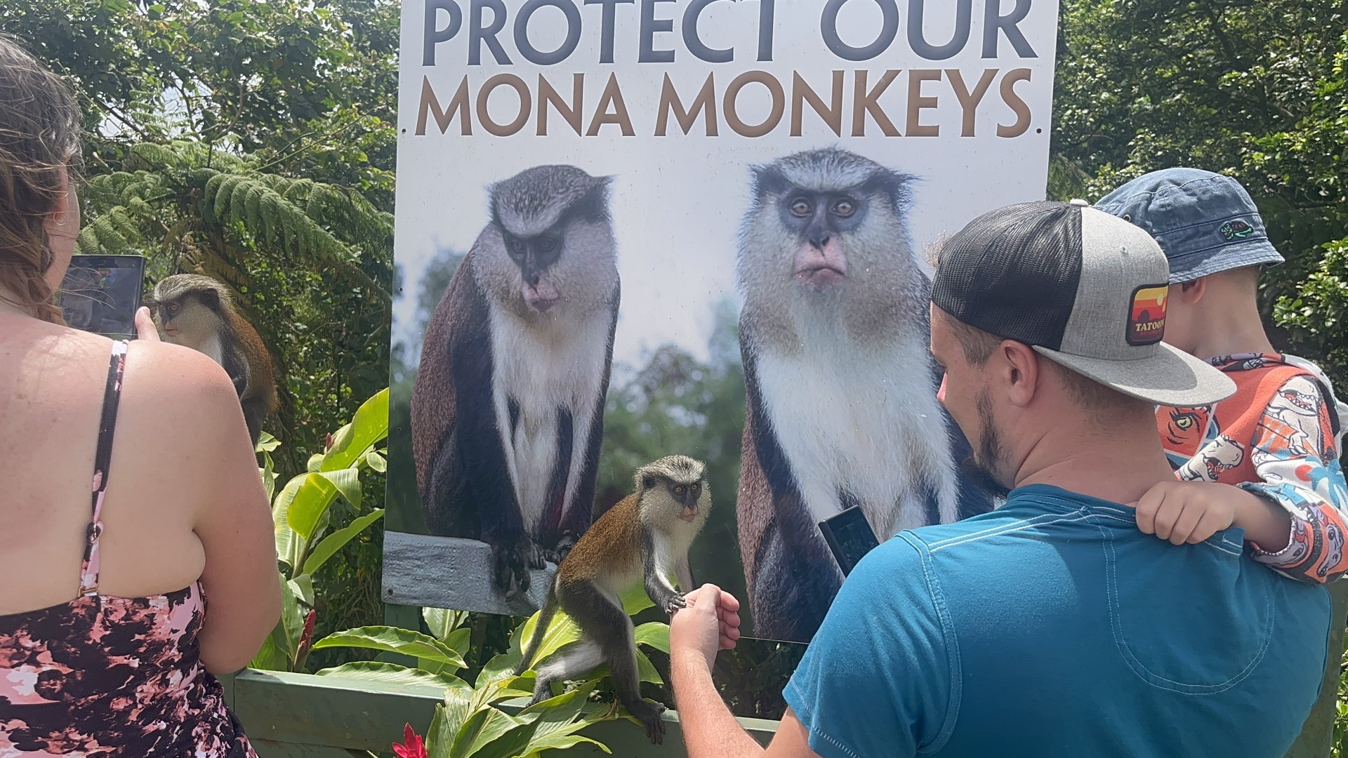 Monkeys in Grenada travel moment 1